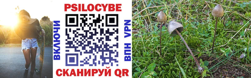Купить где  Мезень  Галлюциногенные грибы Psilocybine cubensis 